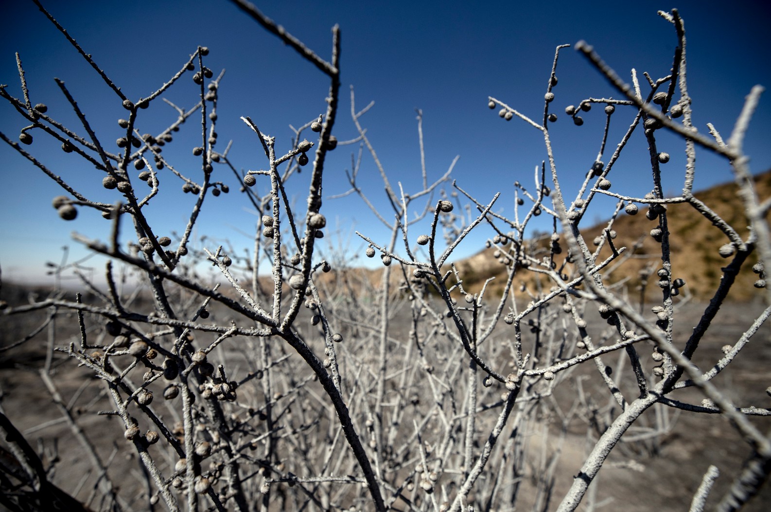 Пожари в Северен Тексас заради жеги, близки до рекордните